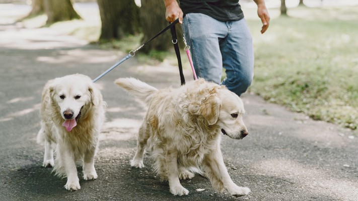 שתי כלבים מושכים את הבעלים שלהם במהלך הטיול