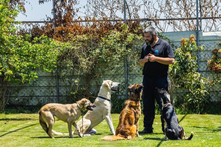 רומן מאלף כלבים משחק עם כלבים בפנסיון כלבים