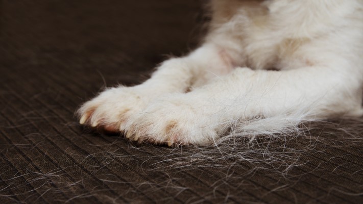 רגליים של כלב עם שערות נשירה לייד