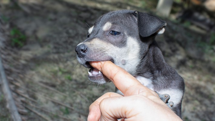 גור כלבים בתהליך אילוף גורים נושך אצבע