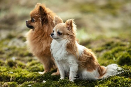 שני כלבים בפנסיון כלבים